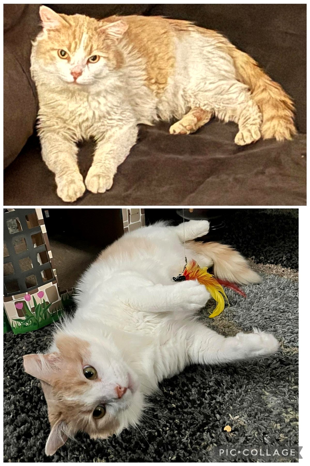 From Shelter Anxiety to Royal Bliss: Biscuit's Amazing Transformation