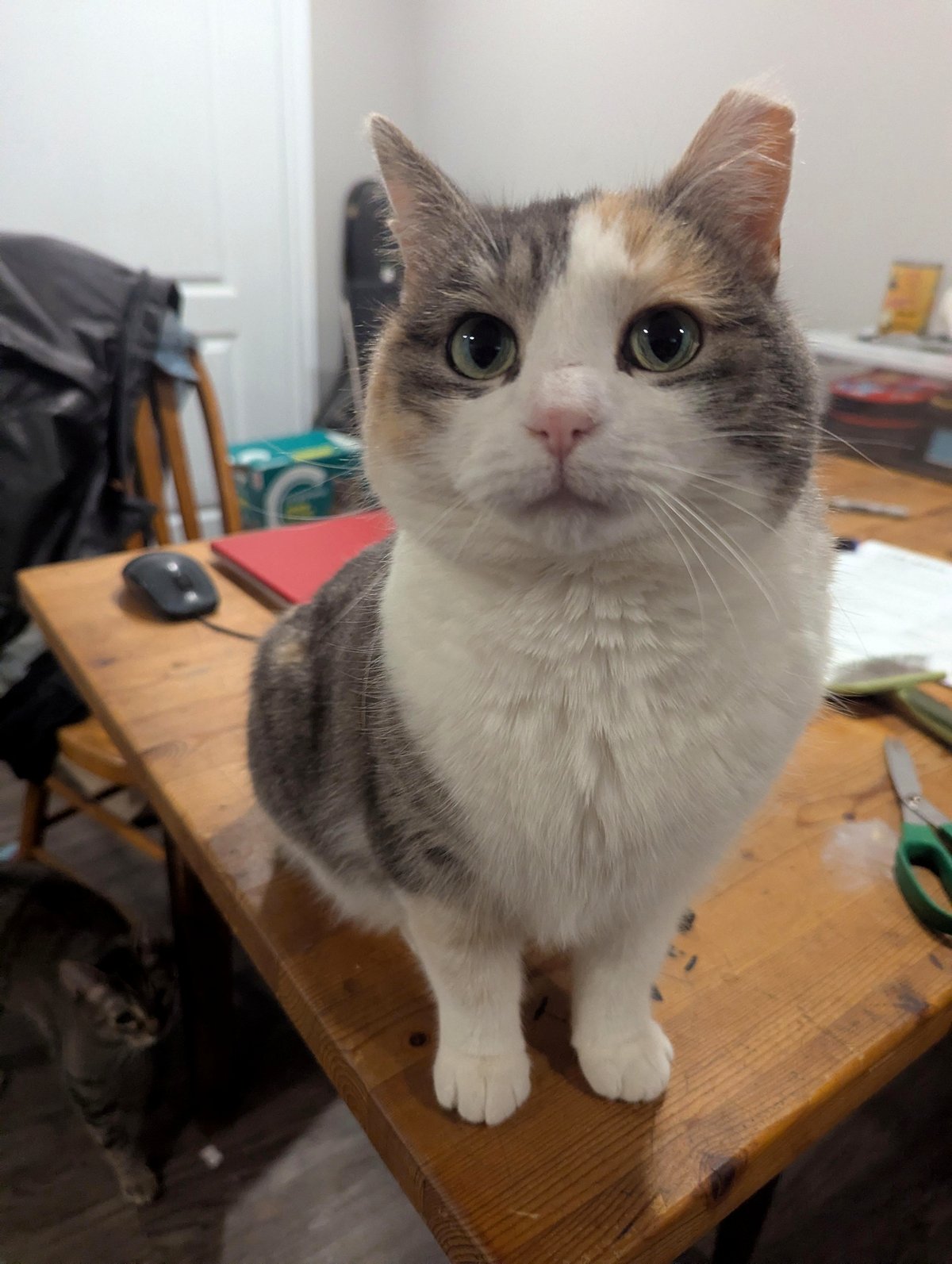 How my study notes became a casualty of my cat's antics