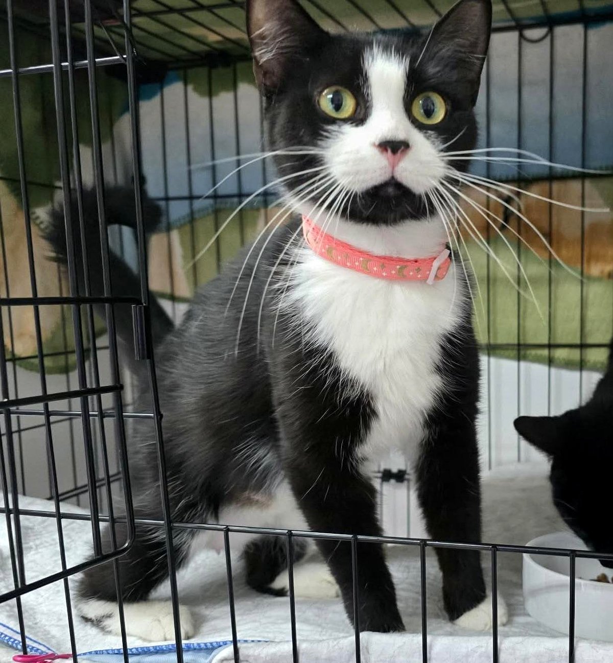 Discover the Heartwarming Story of Jeanne and Her Feline Friends