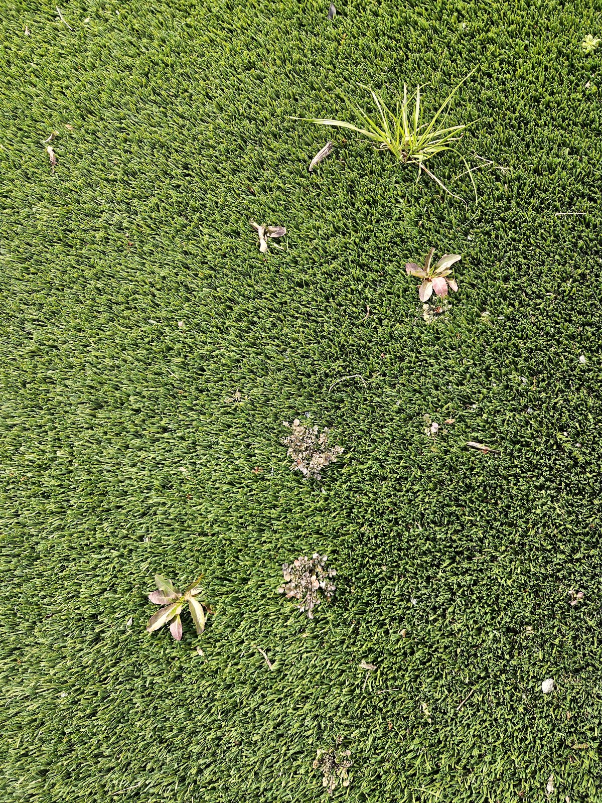 What these weeds reveal about kids and community at Maplewood Elementary