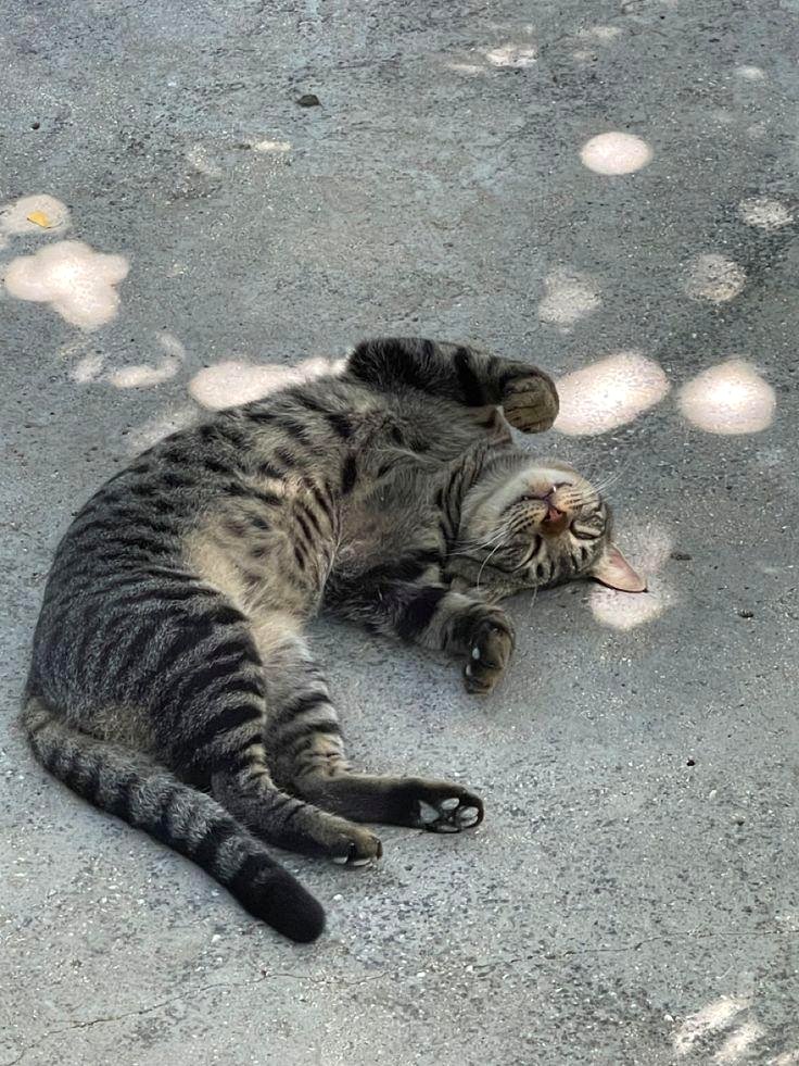 This golden retriever’s peaceful moment in the sun will melt your heart