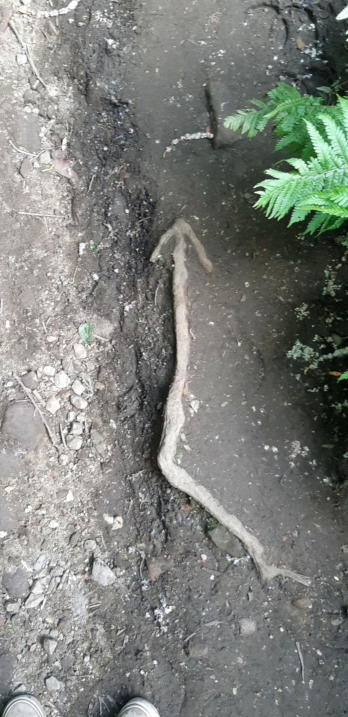 How a simple tree root guided me when I felt completely lost