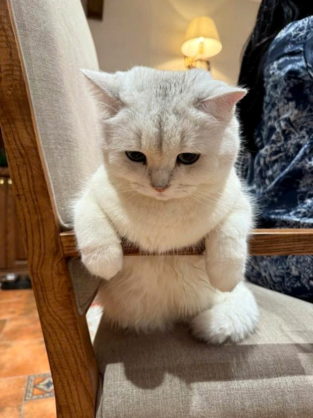 I Adopted a Cat and My Life Took a Beautiful Turn I Never Saw Coming