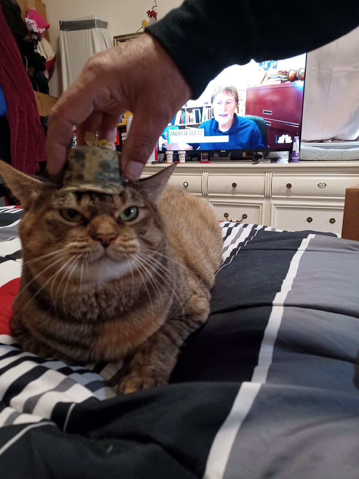 A hospital patient's simple wish for cats touches hearts everywhere