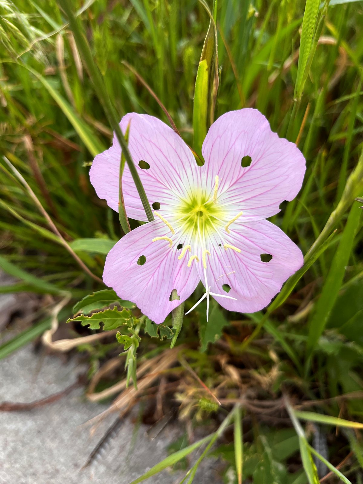 This buttercup looks like a snowflake, but there's more to the story