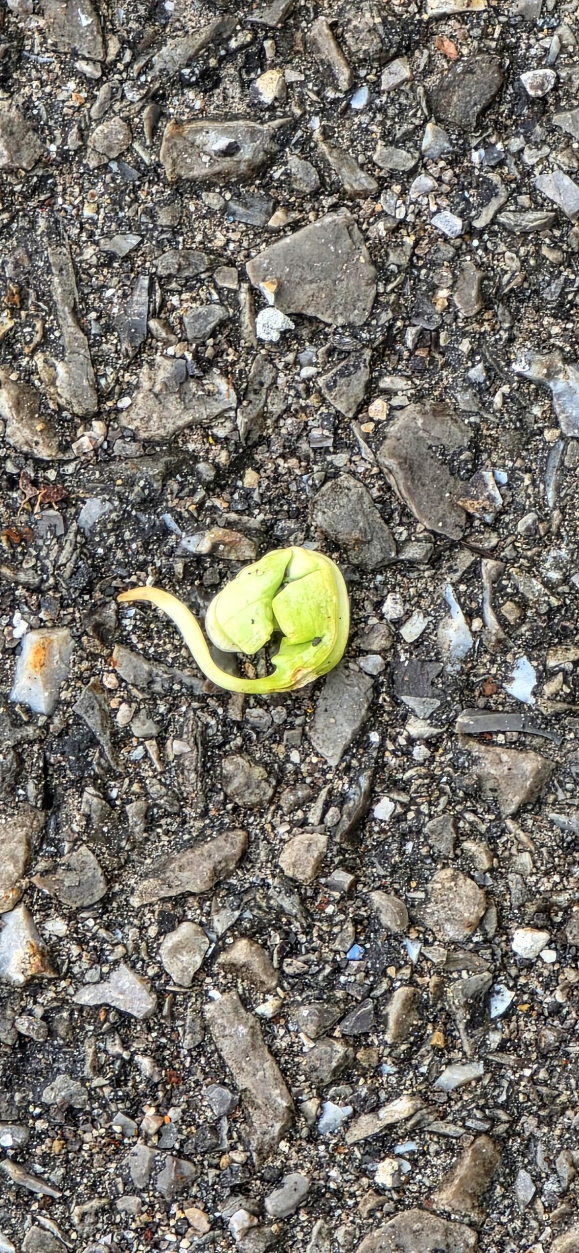 you'll be amazed what Sarah found that looks like a tiny dinosaur