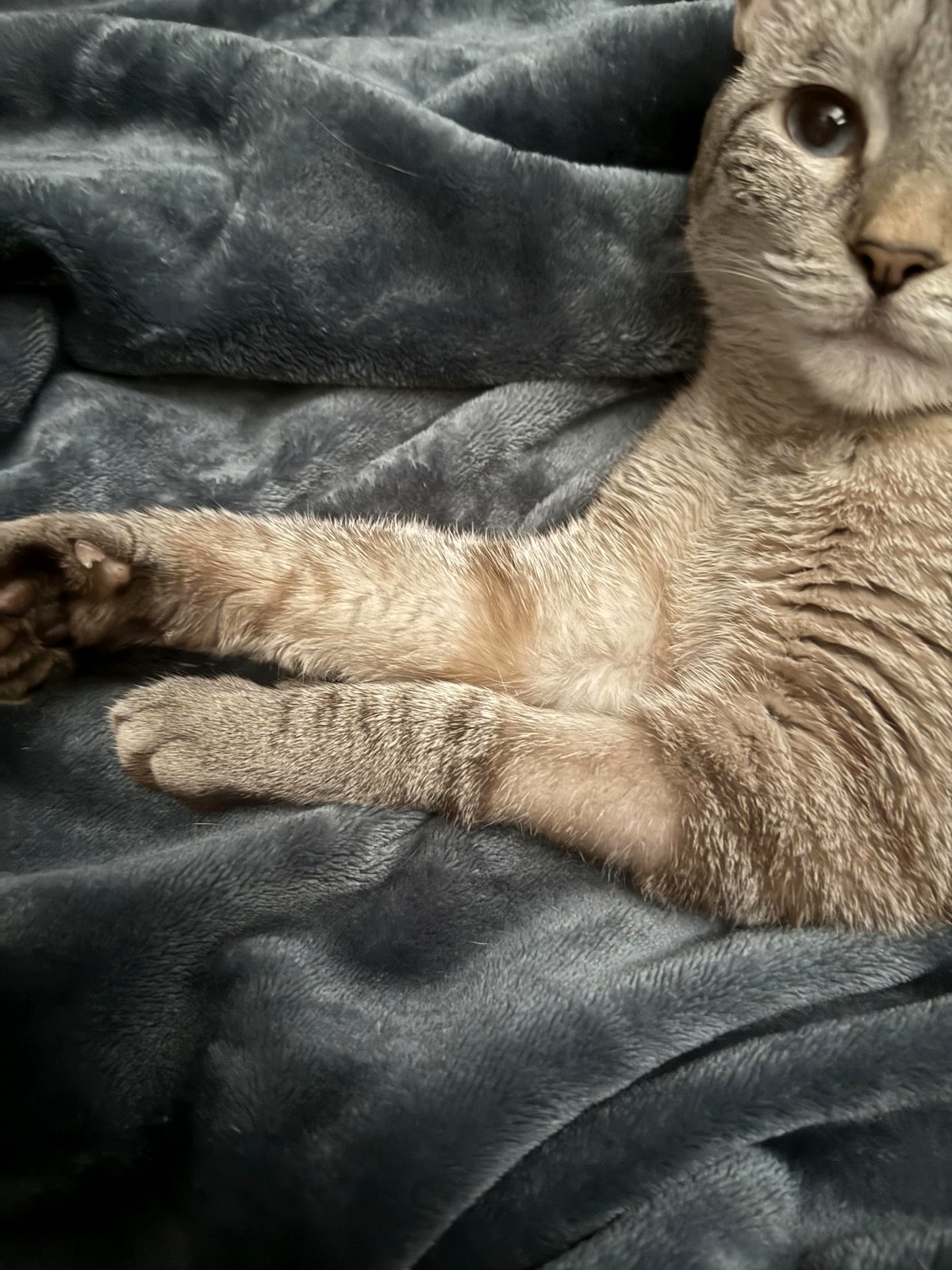 Why hasn’t my cat’s fur grown back after her emergency vet visit?