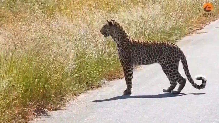 A leopard stands tall on two legs, and the reason will amaze you