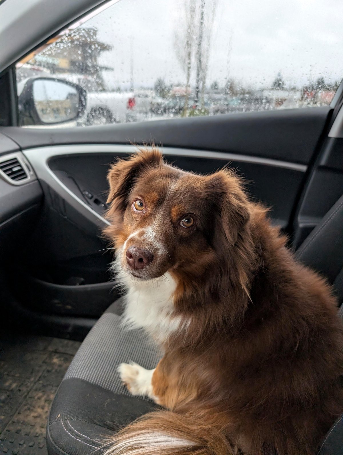 This dog's rainy day look will completely melt your heart