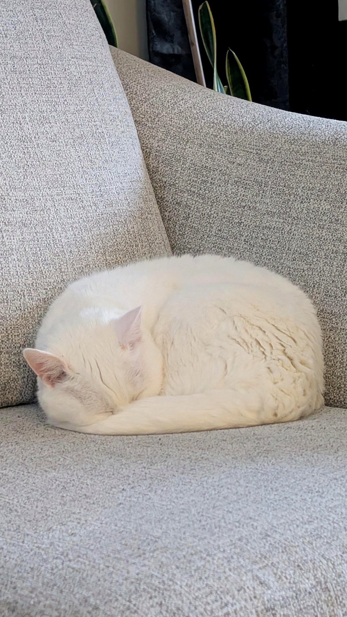 This playful pup finds happiness in the simple things at the beach