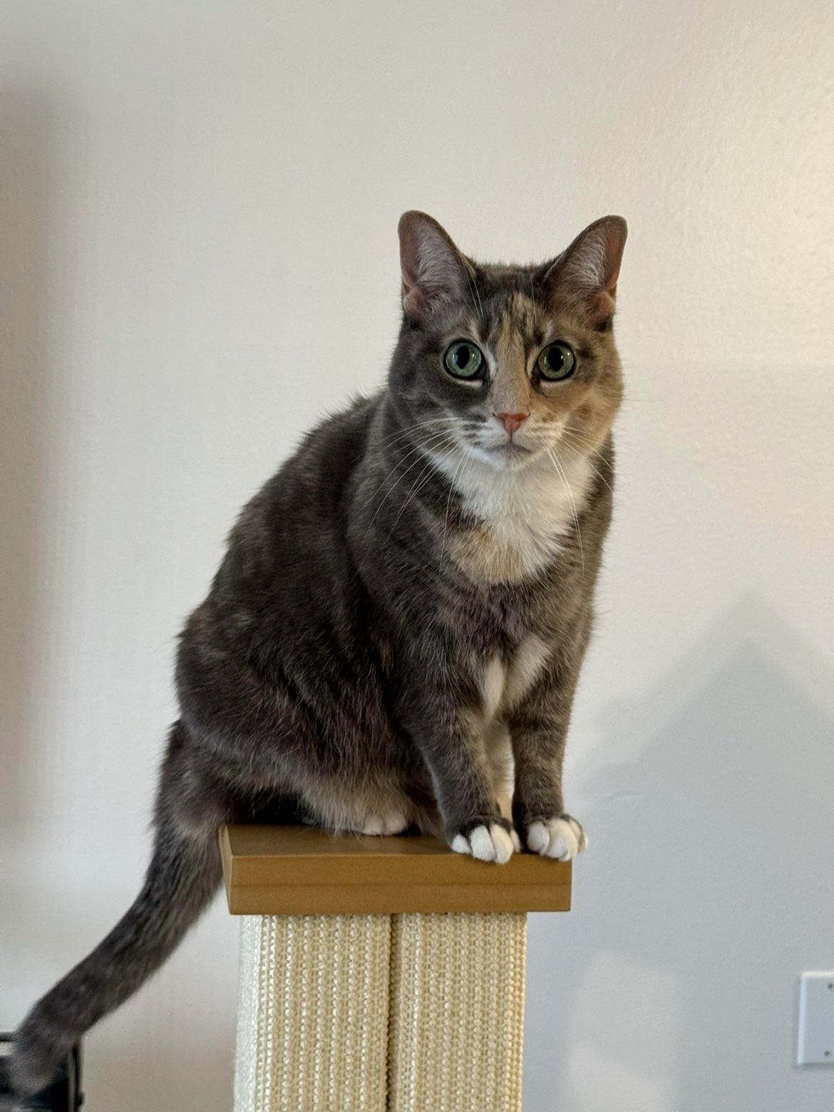 Meet the little creature that stole our hearts at home