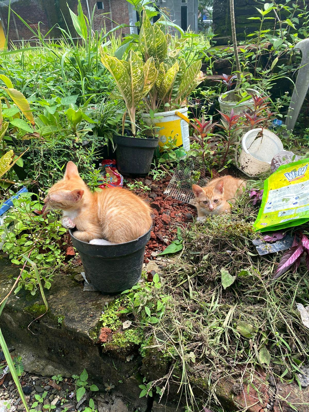 A lonely chair and a curious cat tug at your heartstrings