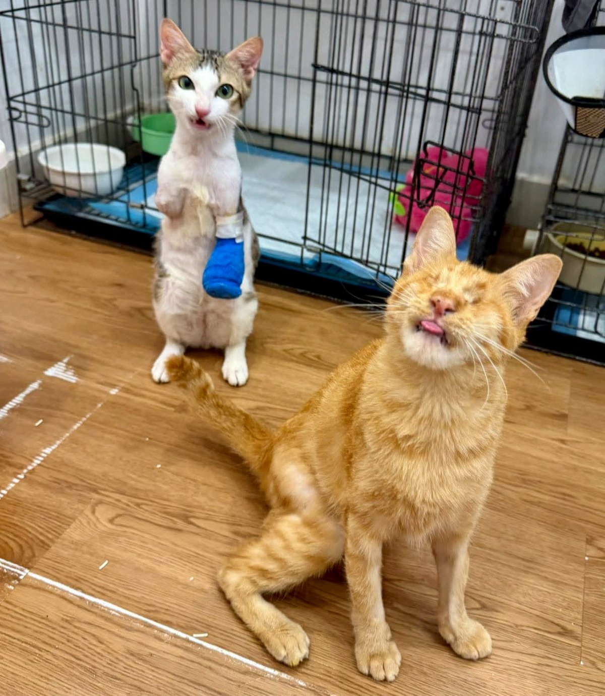 Watch these adorable dogs teach an important lesson in responsibility