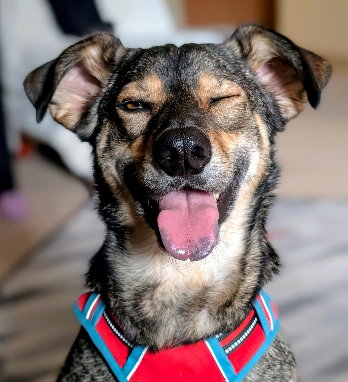 Wilfred's Magical Journey: From Shelter to Heartwarming Companion