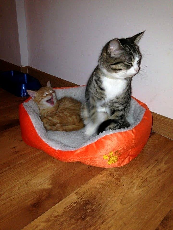 Remembering the day my older cat met his adorable new roommate