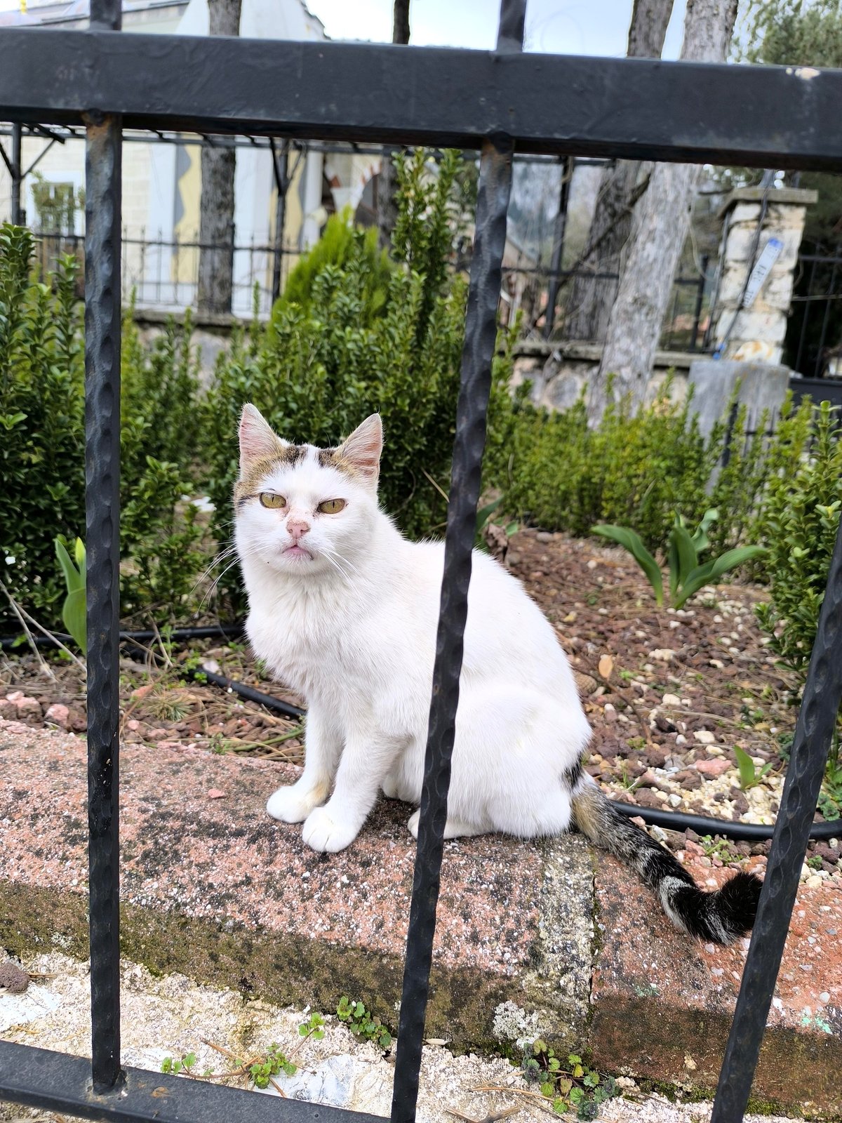 Meet the unexpected cuddle buddy that stole a boy's heart at the shelter