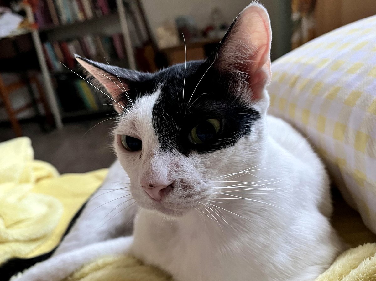 The heartbreaking truth about why sweet Digi can't find her forever family