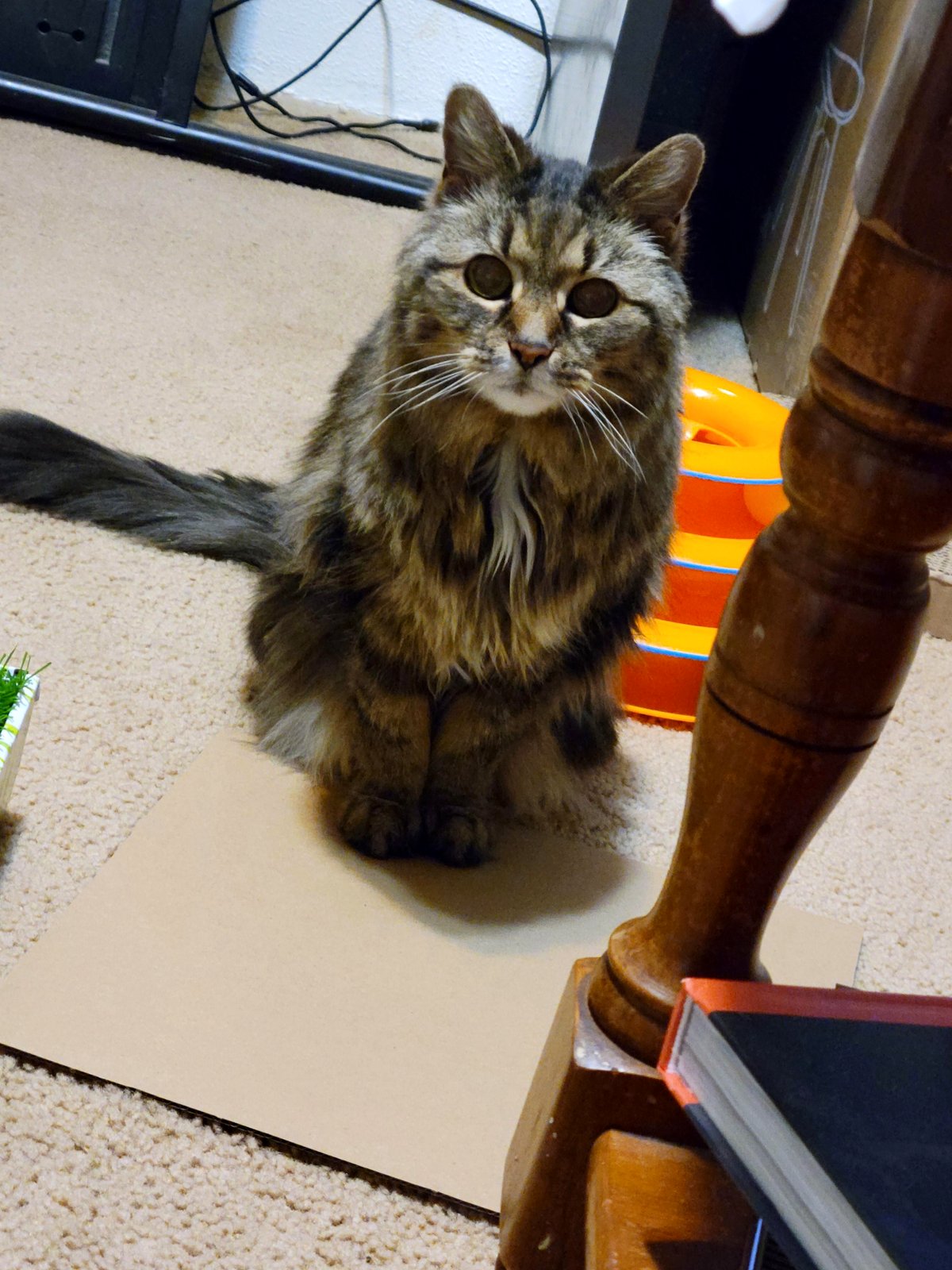 Heartfelt farewell: Saying goodbye to Bug after two decades of love