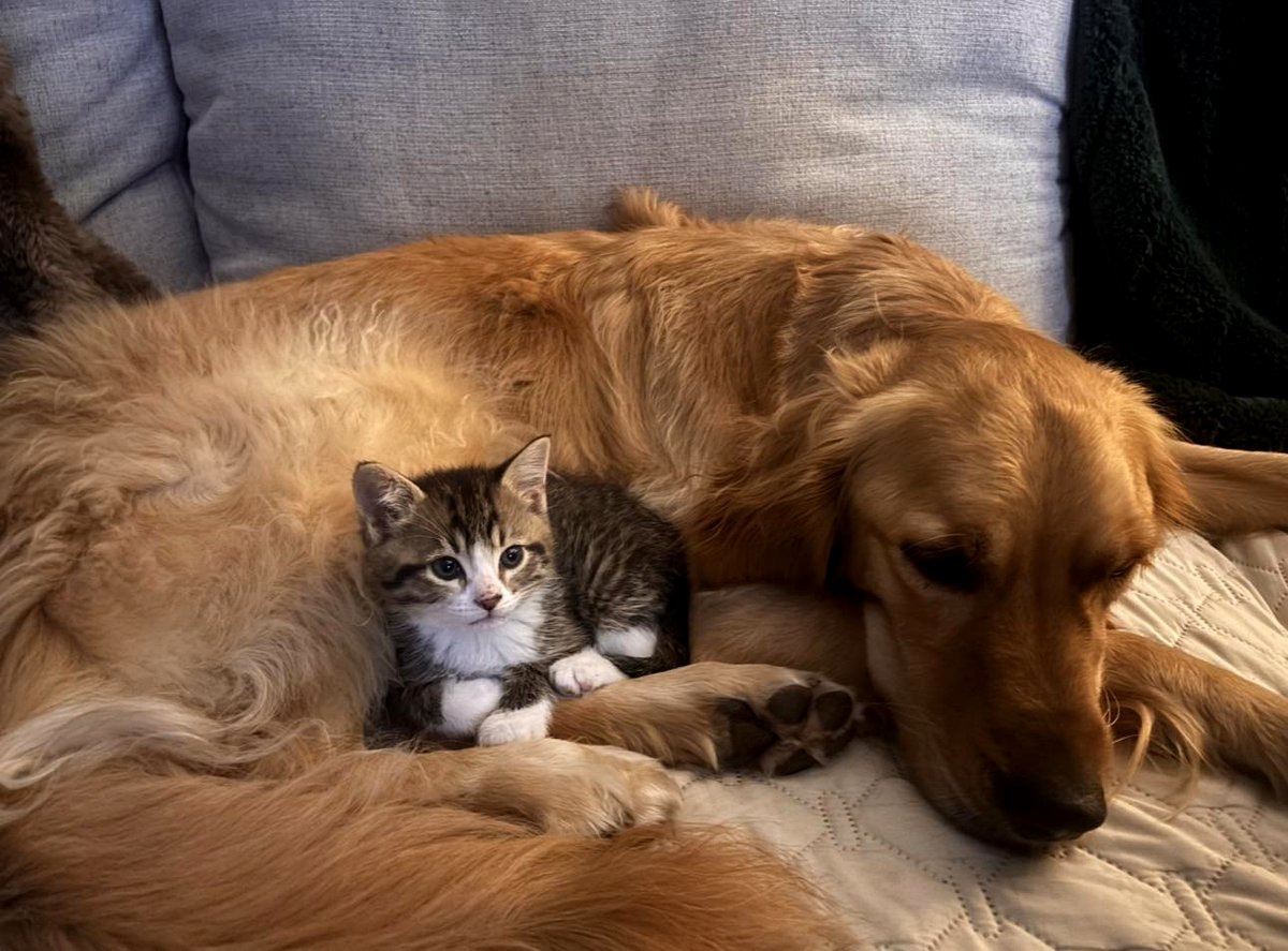 Watch how this little foster kitten discovered true comfort right away