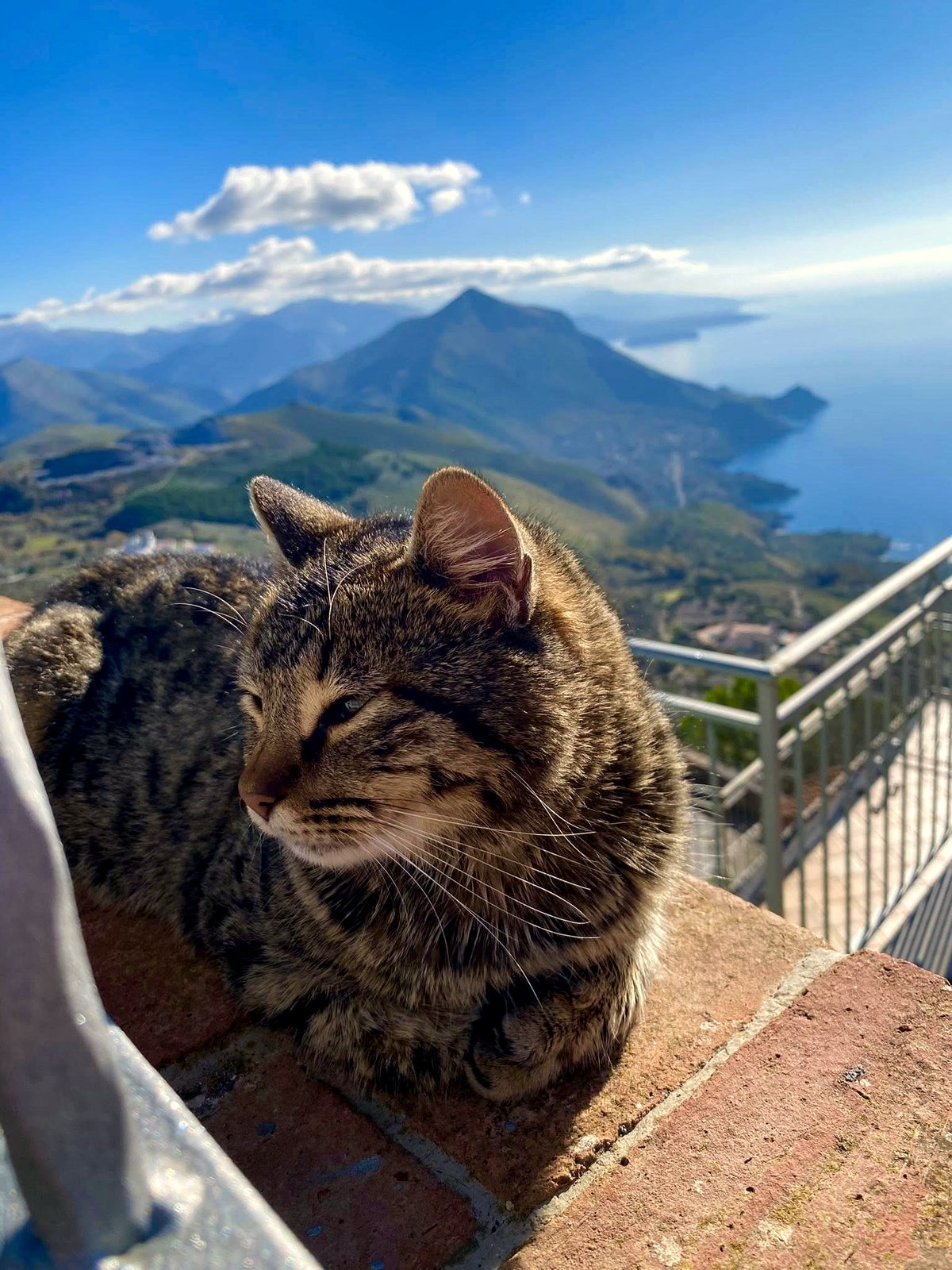 This heartwarming photo of a sun-kissed pup is melting hearts everywhere