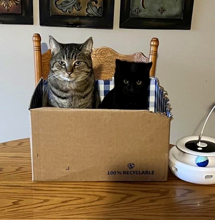 We rescued a feral kitten and witnessed an incredible friendship unfold