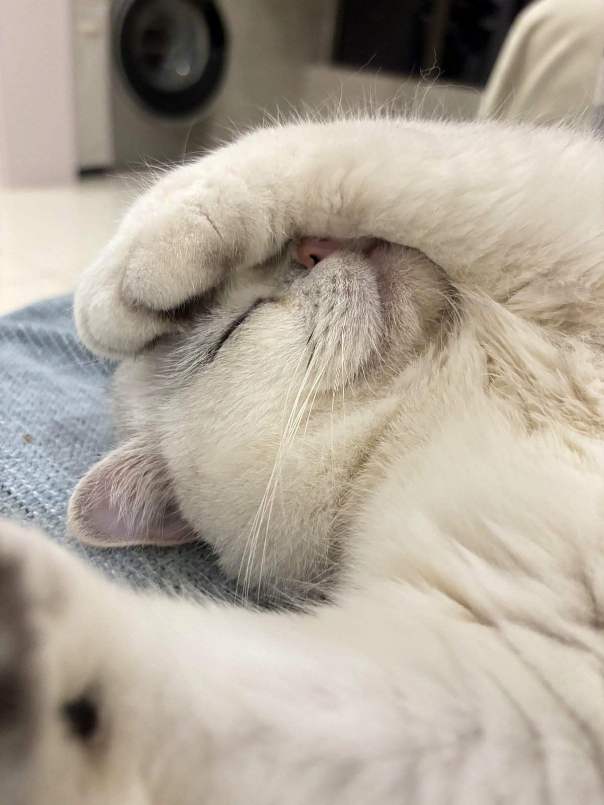 This adorable photo captures the essence of relaxation perfectly