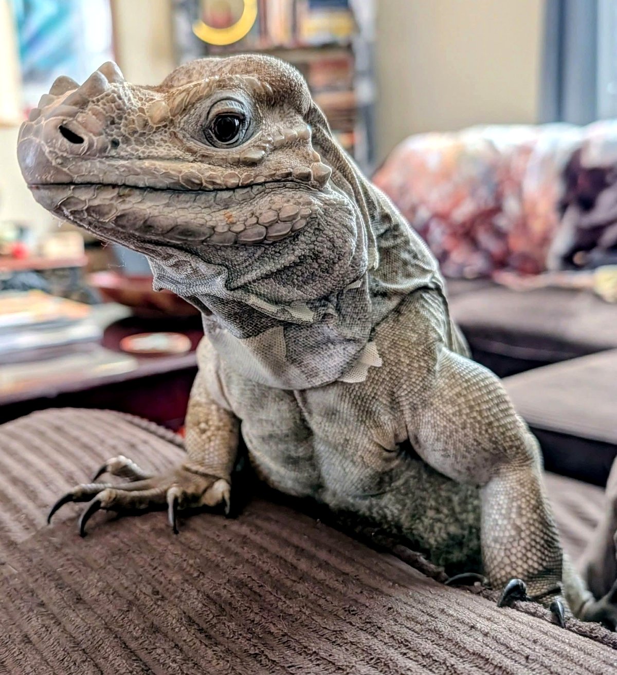 This Rhino Iguana's greeting will melt your heart after a tough day