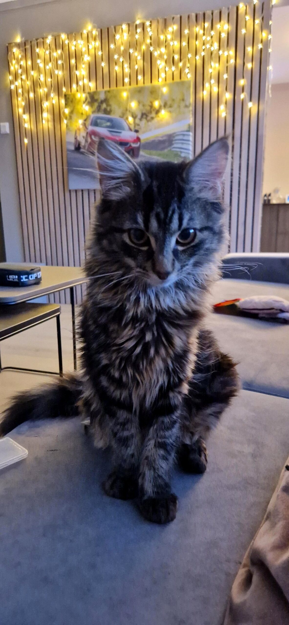 A heartwarming cat named Ragnar is making everyone smile