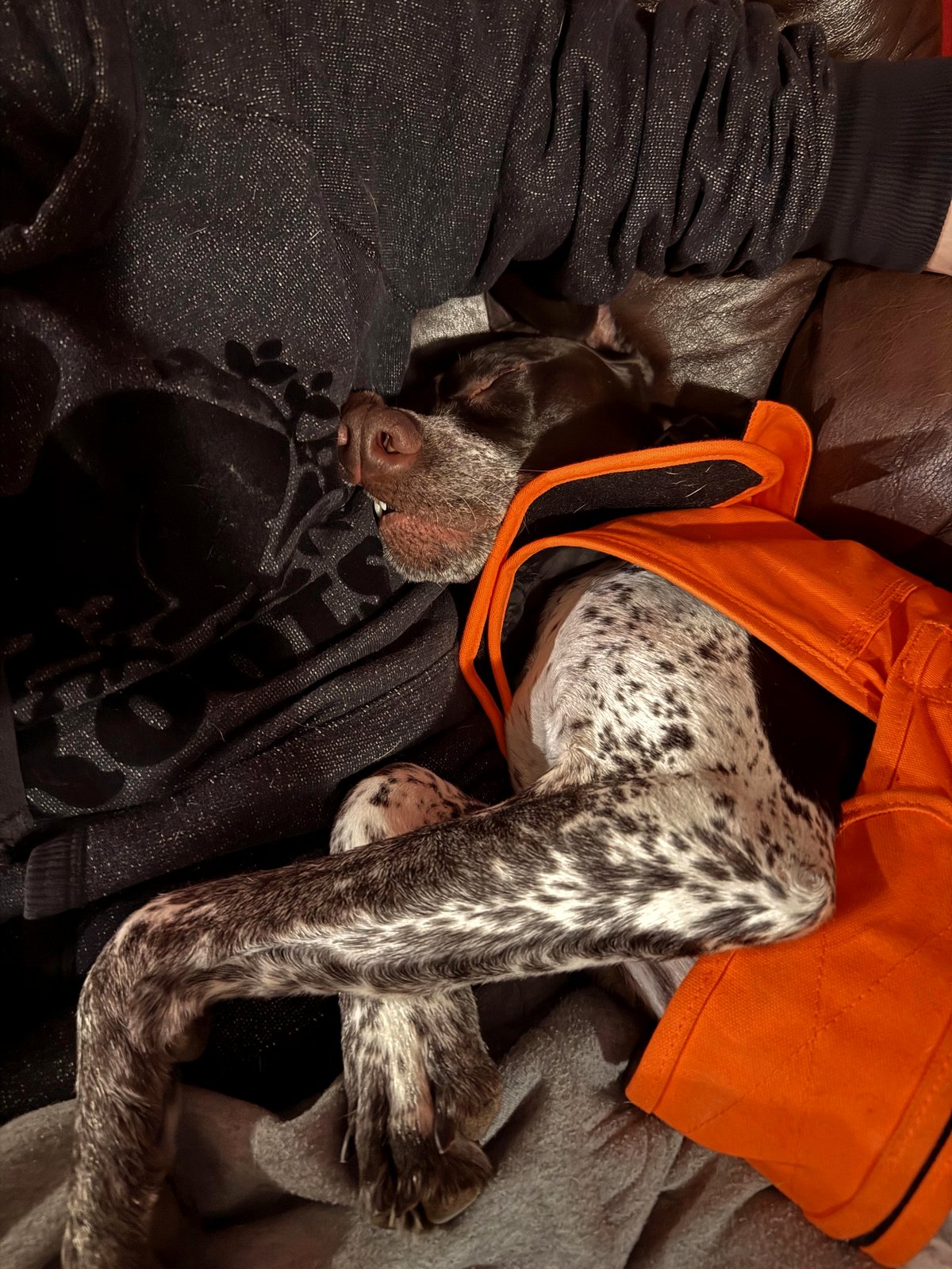 How a 60-acre playground left my dog Howie utterly exhausted and adorable