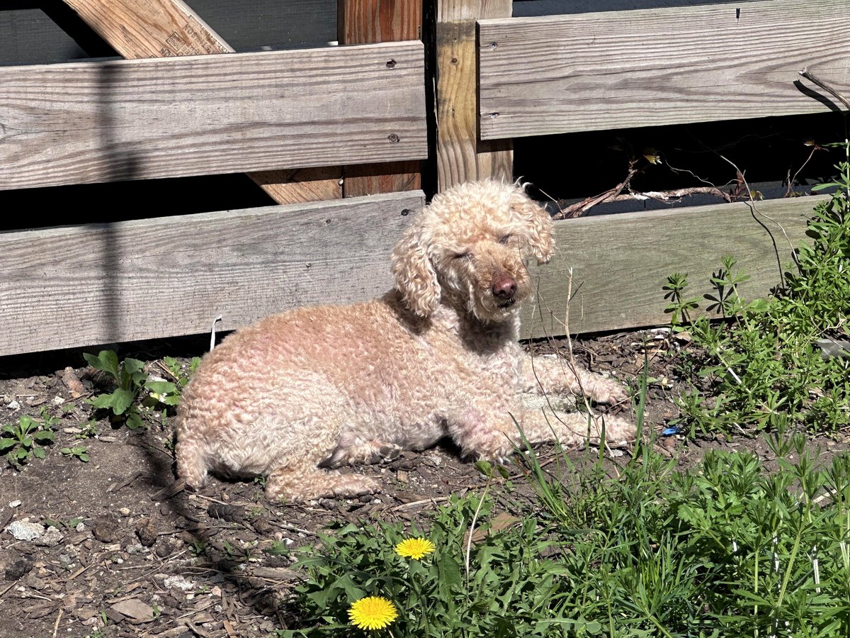 you'll be amazed what my dog did moments after getting home from groomers