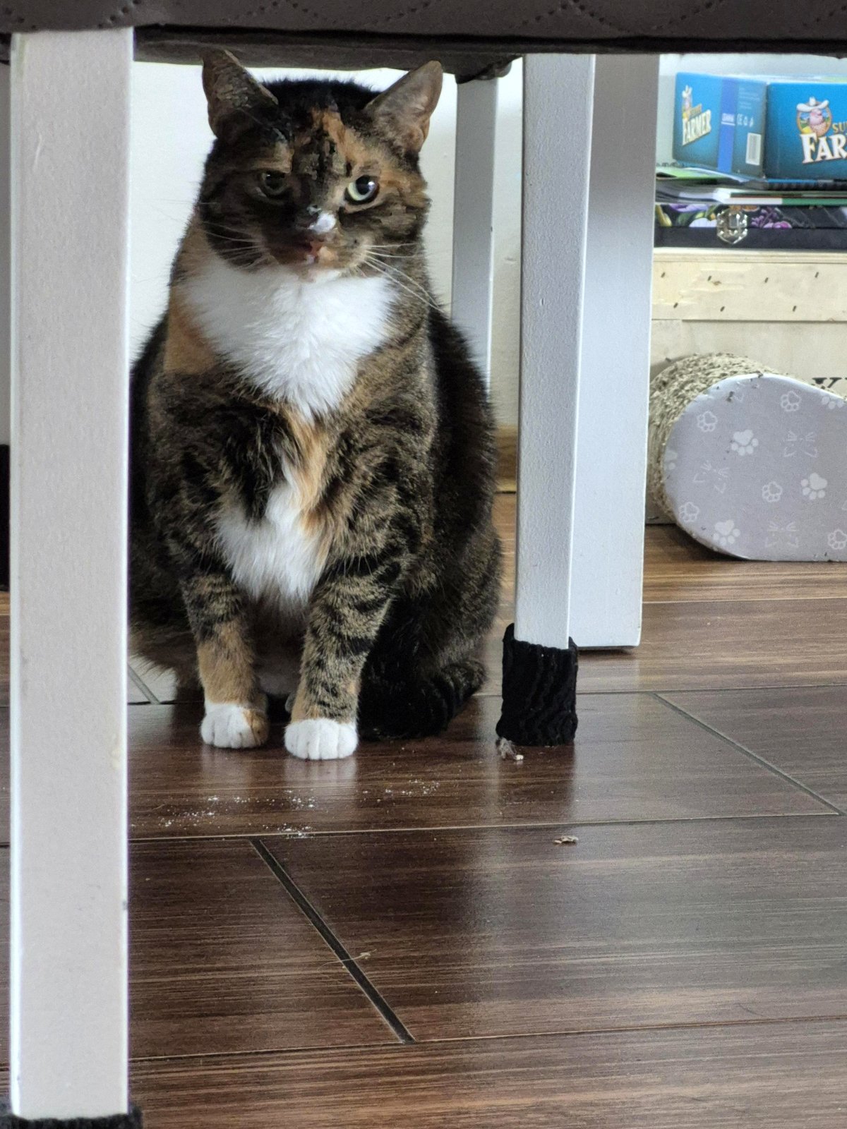 What happened to the whipped cream on my son's birthday cake?