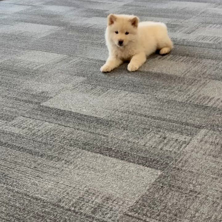 Meet our tiny coworker who melts hearts and works for cuddles