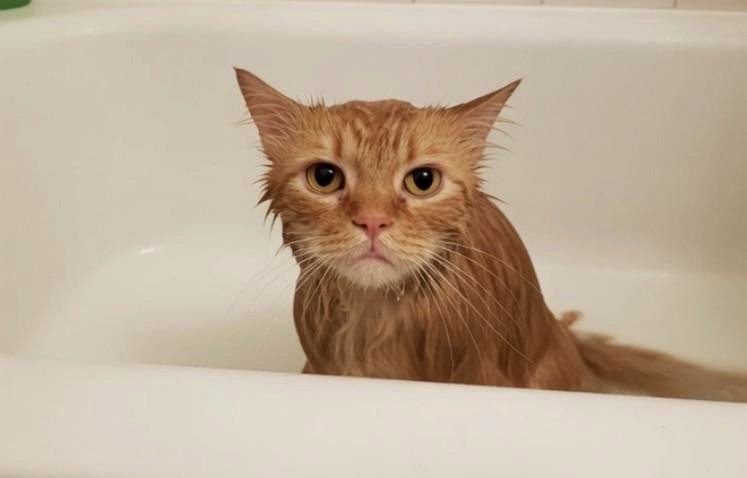 you'll be amazed the look my cat gave me after this morning mishap