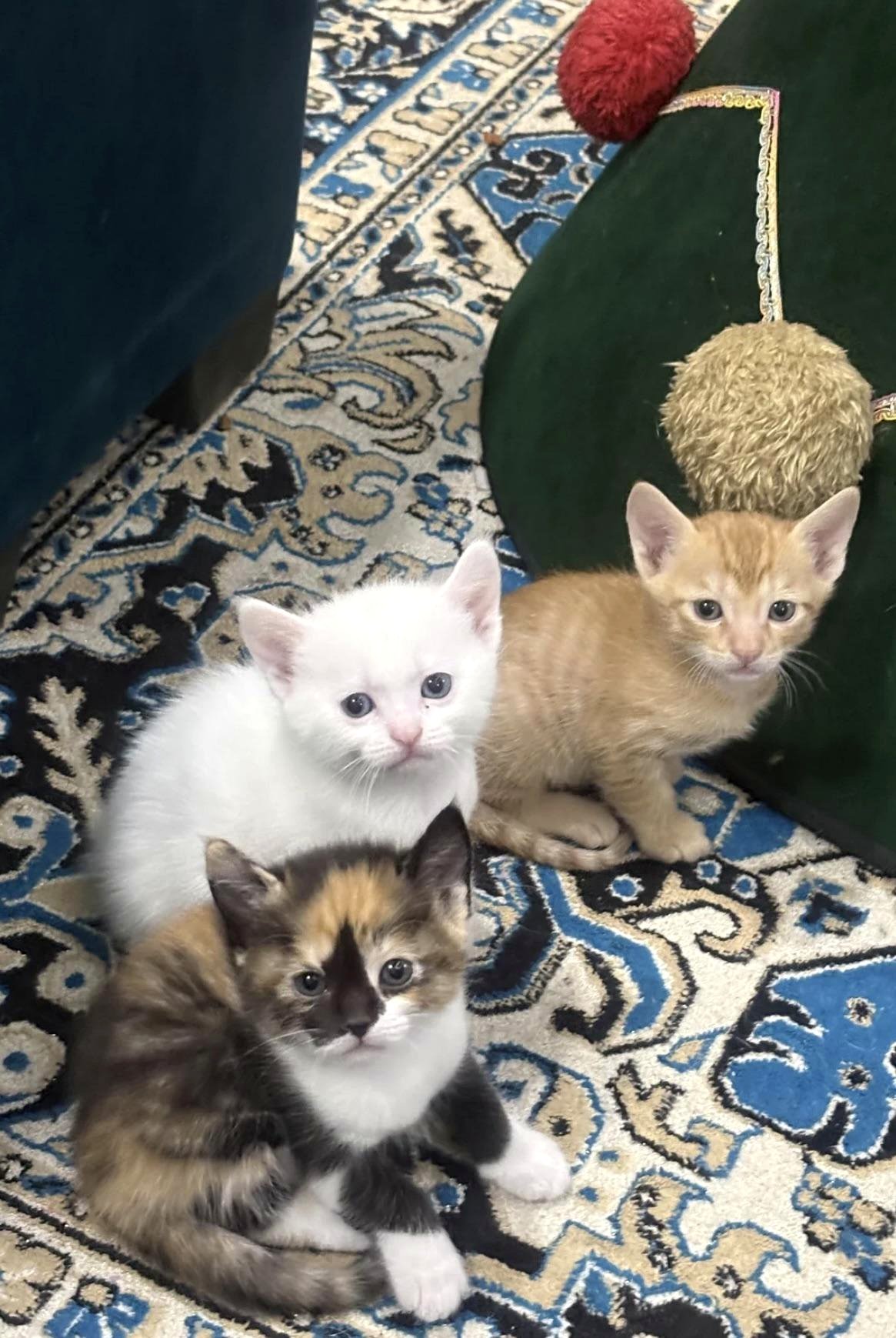 Cows give the ultimate side-eye to the camera and it’s absolutely hilarious