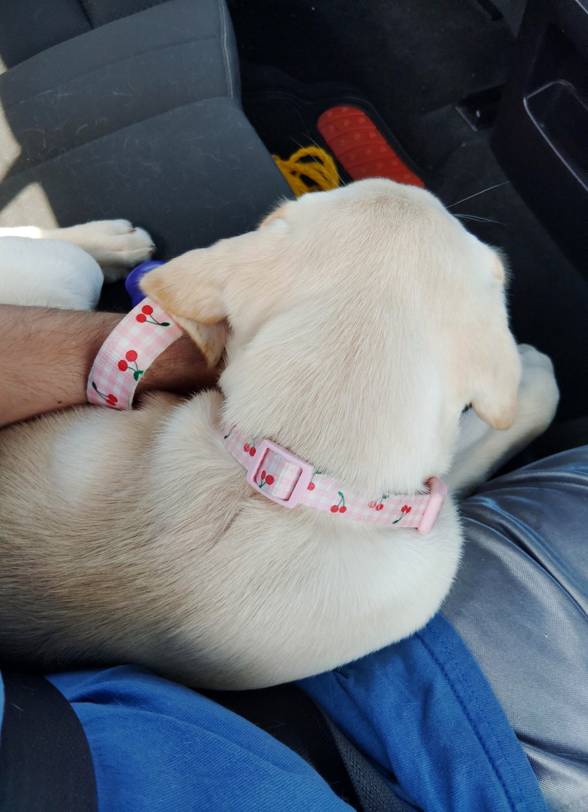How a little pup found comfort in an unexpected companion at the vet