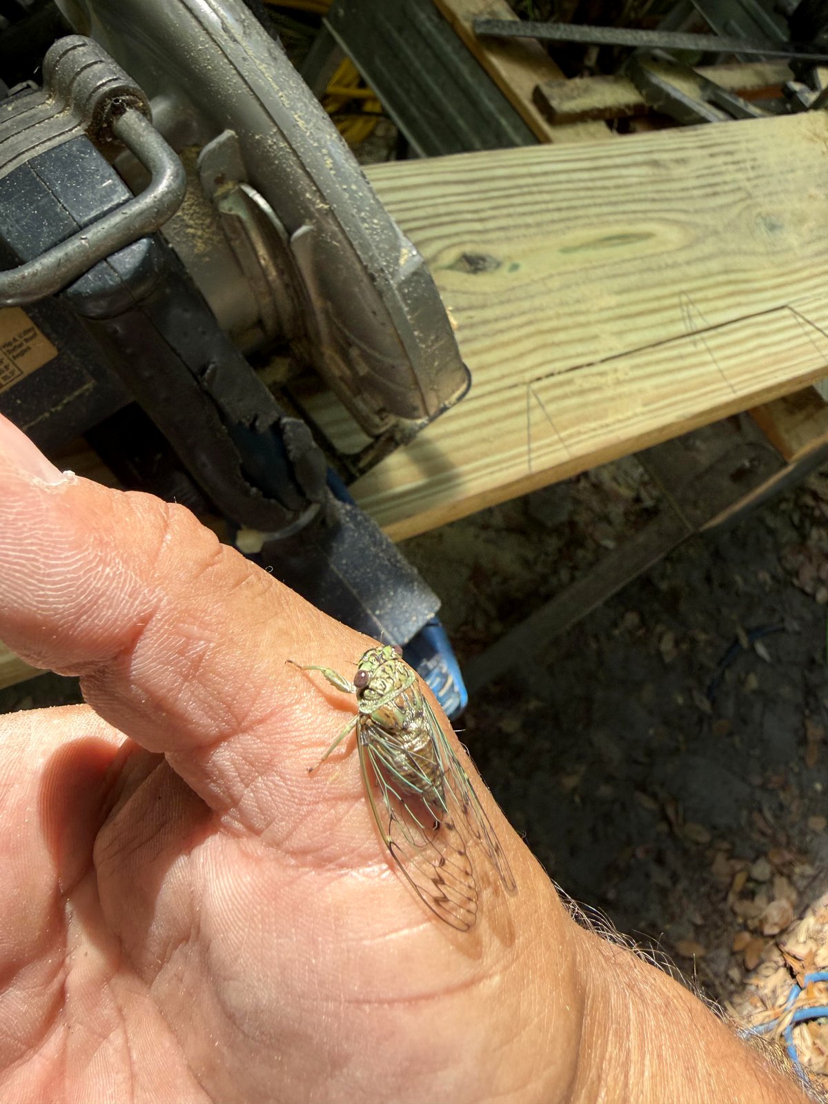 The magical moment cicadas landed on me while I was cutting wood