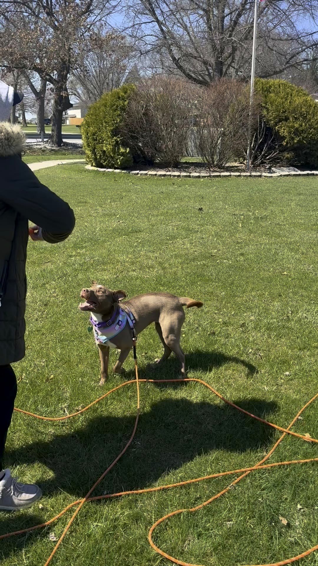 A day out with this shelter dog turned into a heartwarming adventure