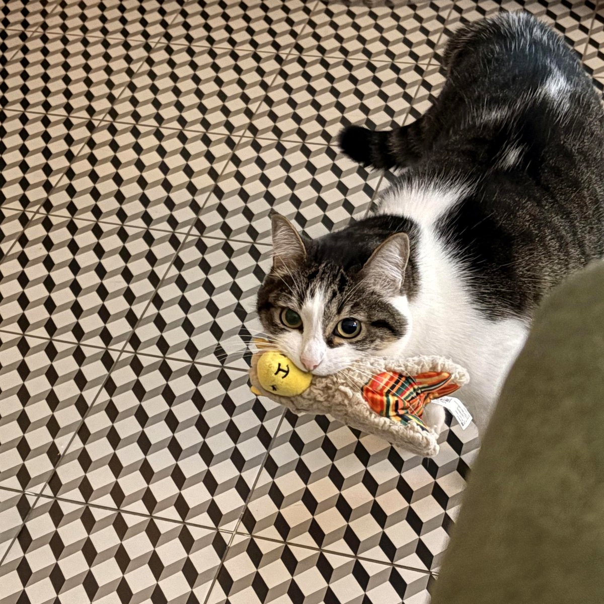 Discover the adorable friendship between Pantone the cat and her llama buddy