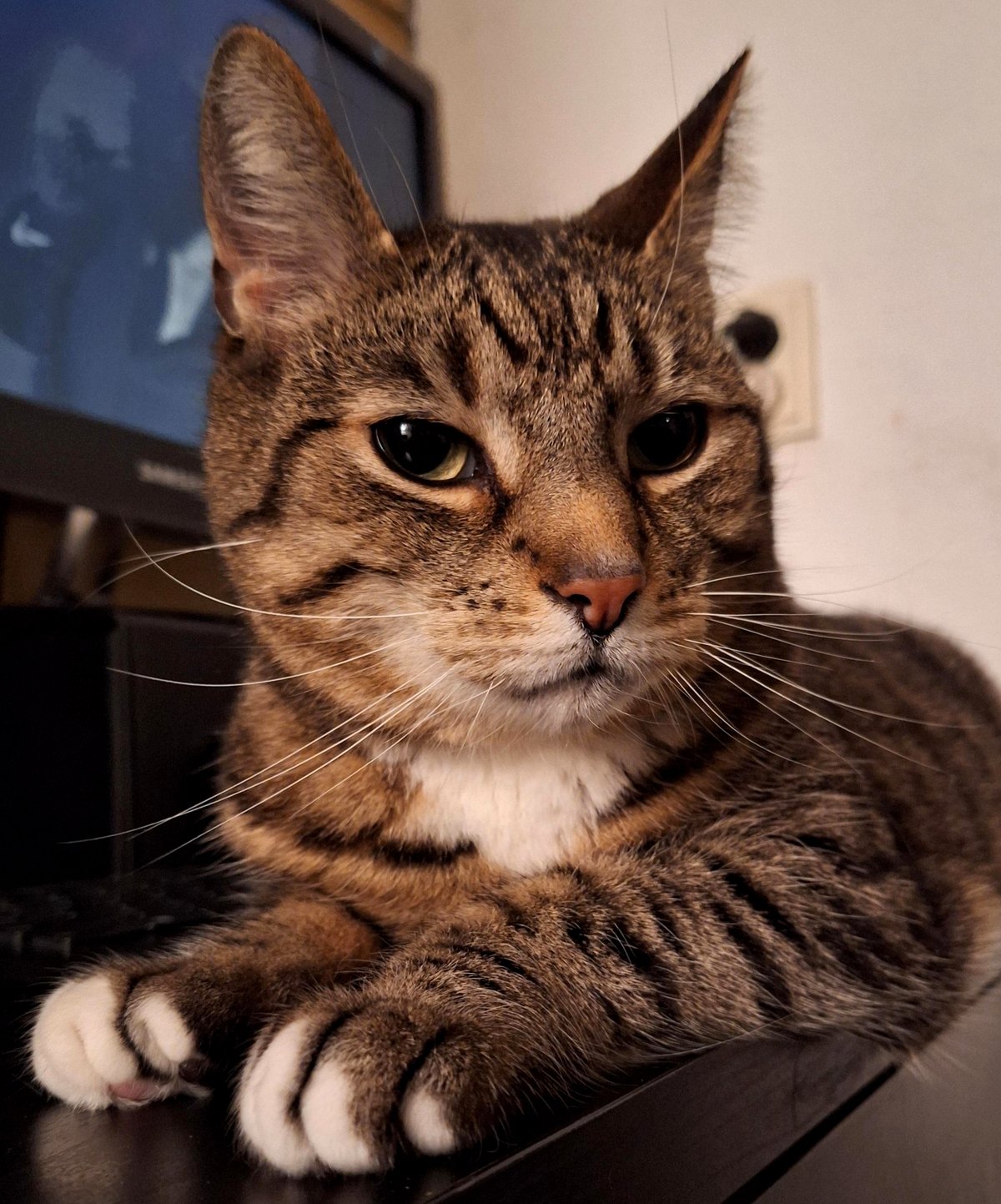 This Dog's Smile Will Melt Your Heart and Brighten Your Day