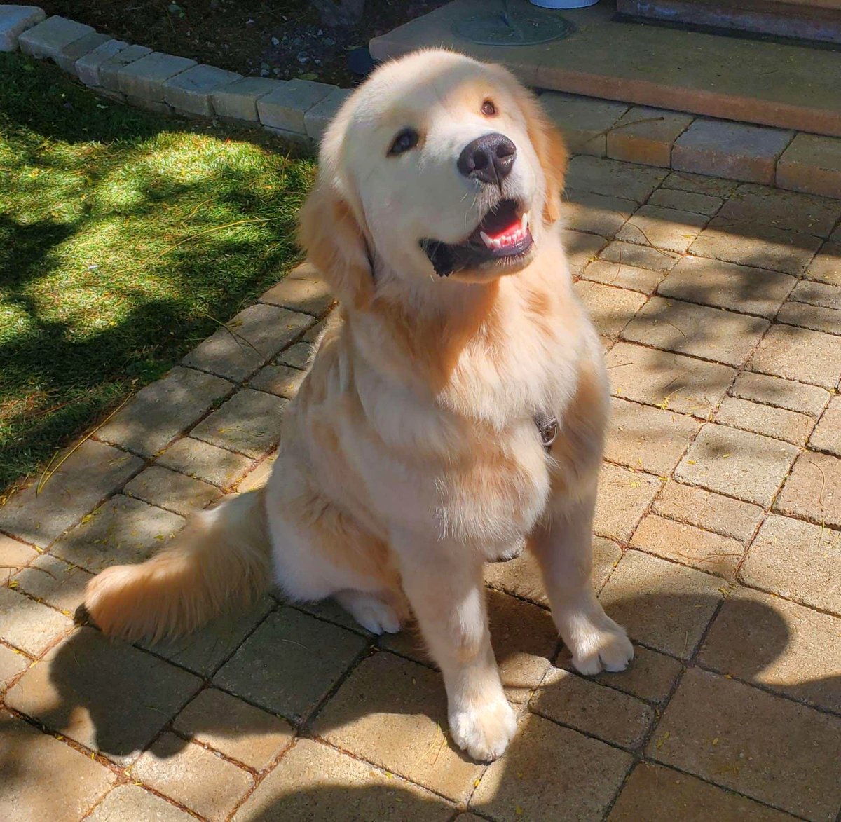 A puppy's joyful first steps in the sunshine will melt your heart
