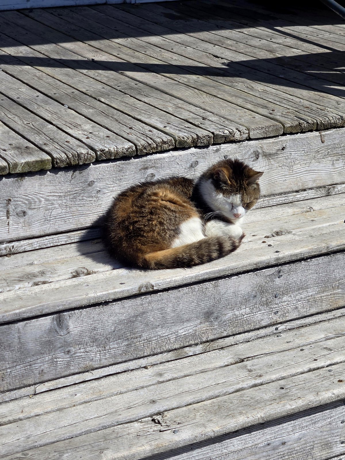 After years apart, I found my childhood cat and my heart can't take it
