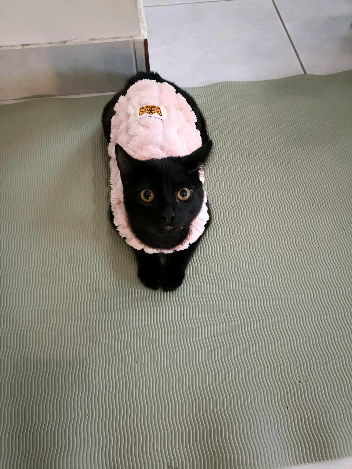 you'll be amazed How This Kitten Steals Hearts Every Day