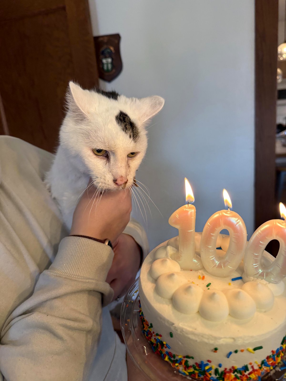 Celebrating my cat’s 21st birthday and what it means for our journey together