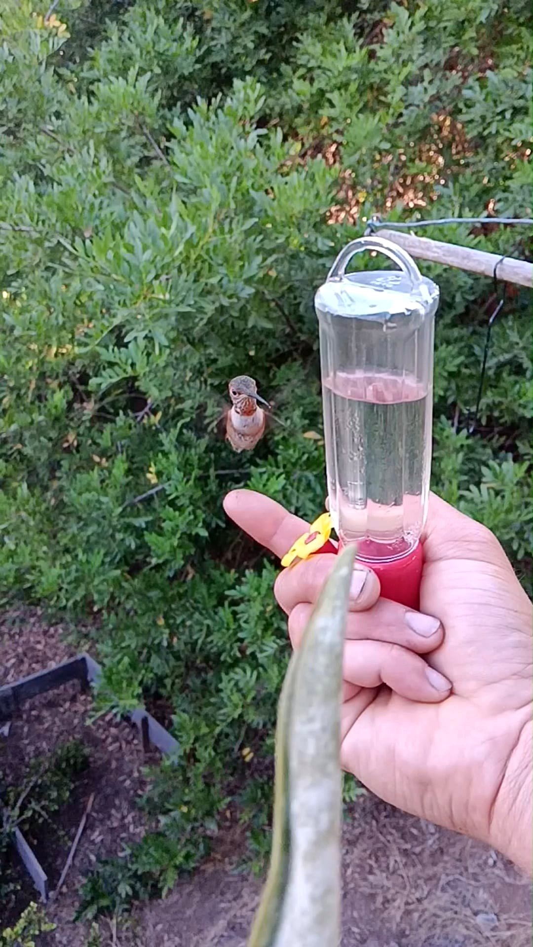 How a tiny bird taught me about friendship and joy in life