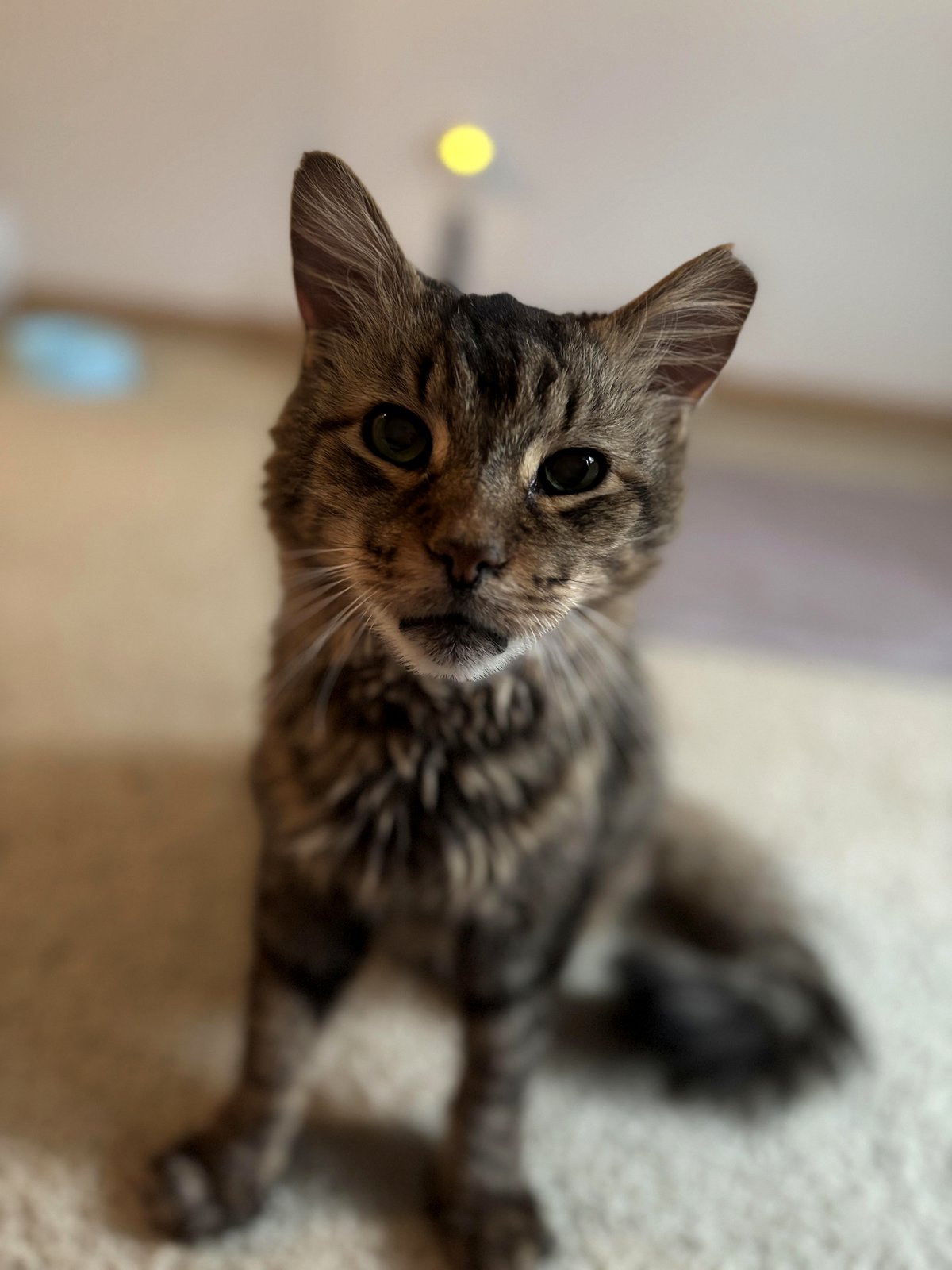 Meet Remy: The lovable cat who conquers challenges with sheer joy