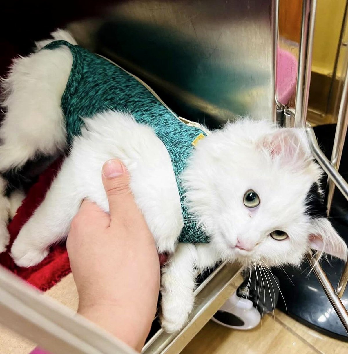 Walking into my sister's home, I found the cutest little surprise waiting for me