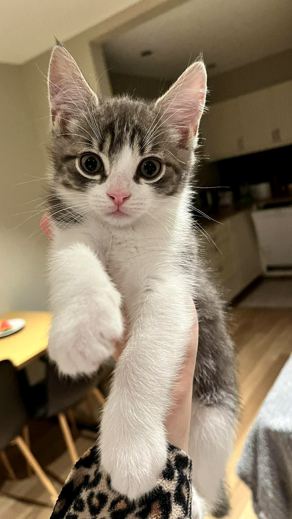 Why This Perfect Cat Has Everyone Smiling and Sharing