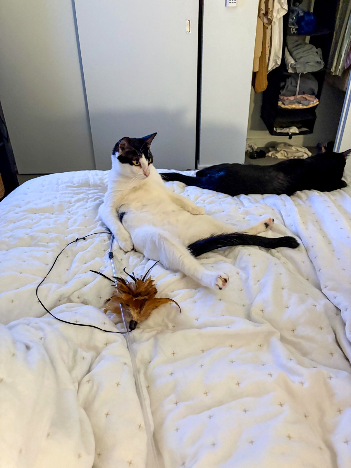 Could My Cat's Funny Sitting Habit Lead to Serious Health Issues?