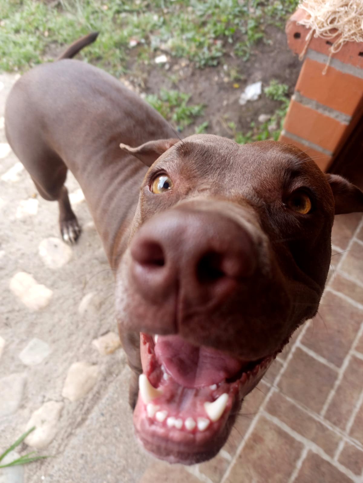 When puppy love meets a little boy's joy in the sweetest moment ever