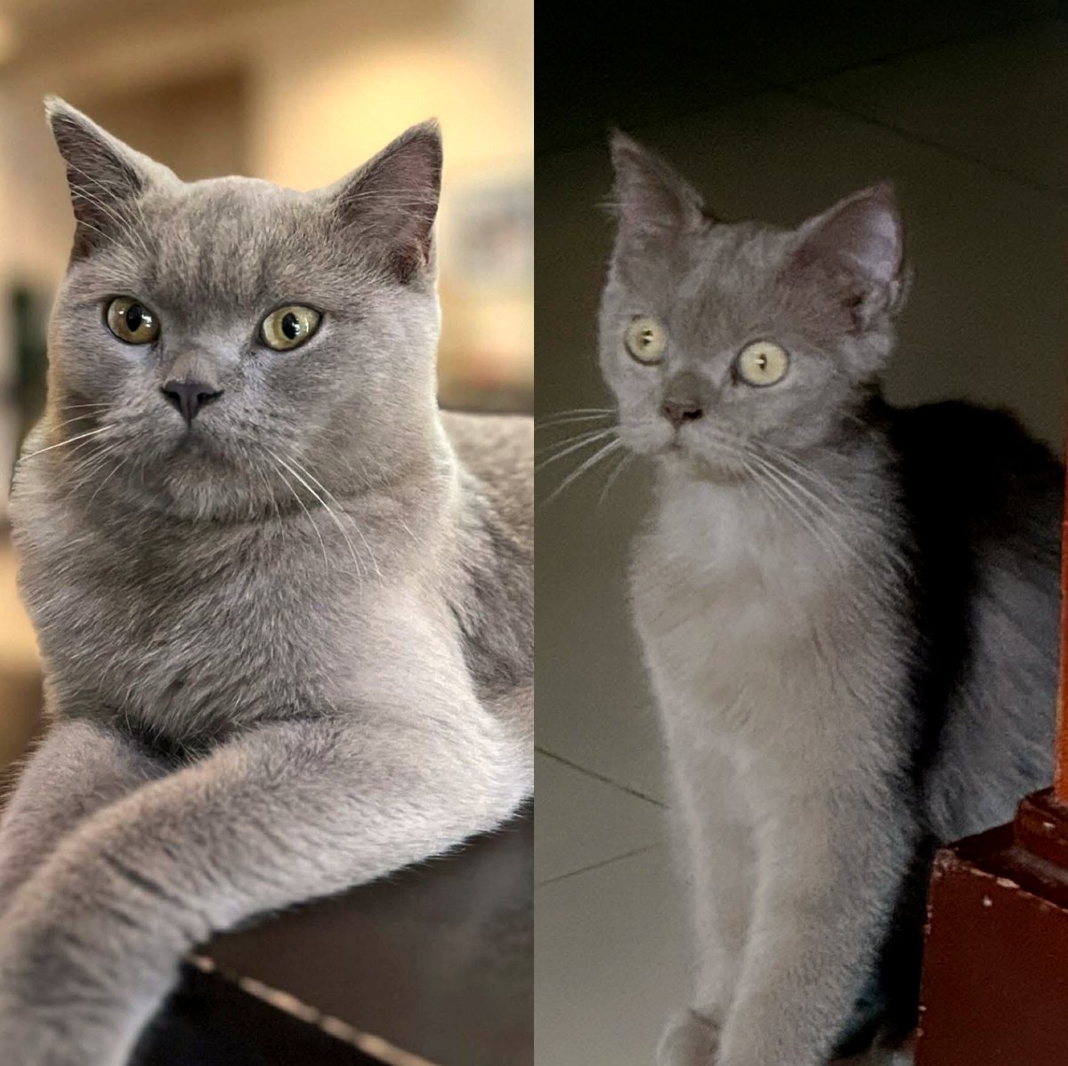 This sweet dog's journey to motherhood will melt your heart